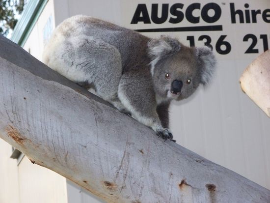 unglaublich suesser Koala, der gerade den Baum herunterklettert...