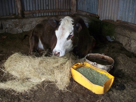 Das war die arme Kuh 2 Tage spaeter, konnte leider immer noch nicht aufstehen.