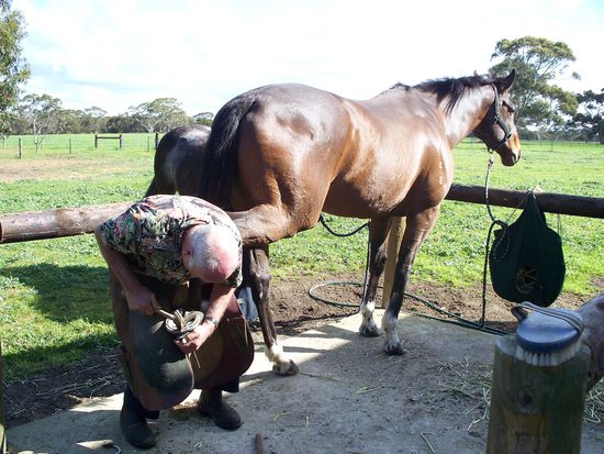 Rodger beim Hufe beschlagen