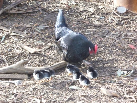 frischgeschluepfte Kueken... gabs fast jeden Tag