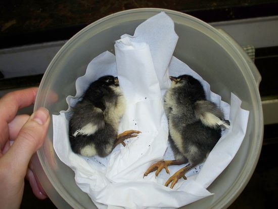 die zwei Armen sahen tot aus, waren aber nur unterkuehlt. Nach ner halben Stunde am Ofen sind sie wieder quietschvergnuegt rumgesprungen...