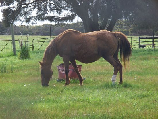 Die traechtige Cindy. Leider hat sie ihr Fohlen 2 Tage nach meiner Abreise bekommen. Rodger hat mich gleich angerufen und mir davon erzaehlt. Er meinte dann noch, dass ich dem Fohlen doch einen Namen geben soll...hat mich riesig gefreut, werde euch dann schreiben, welcher Name es geworden ist