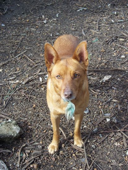sein Hund Sergent, ein treuer Hirtenhund