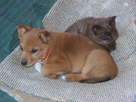 Der Sohn von Sergent (10 Wochen alt) schmust mit dem Katzenbaby