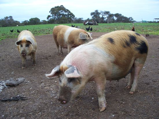 Schweine warten auf ihr Fressen