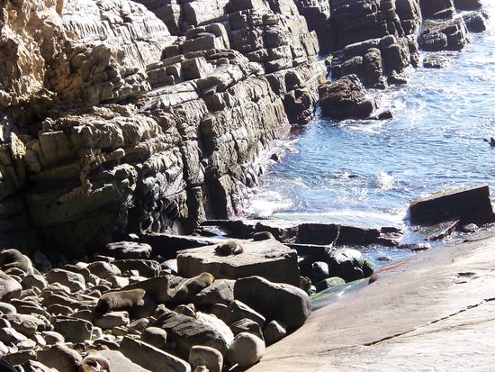 faule Seeloewen sonnen sich auf den Steinen