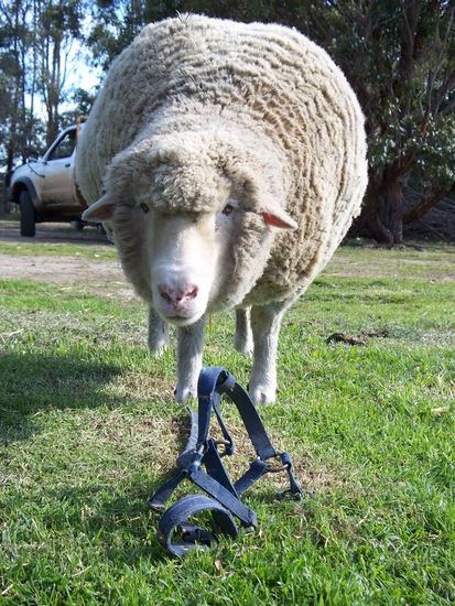 Das verrueckte Schaf Amy hat mich ganz kritisch angeschaut