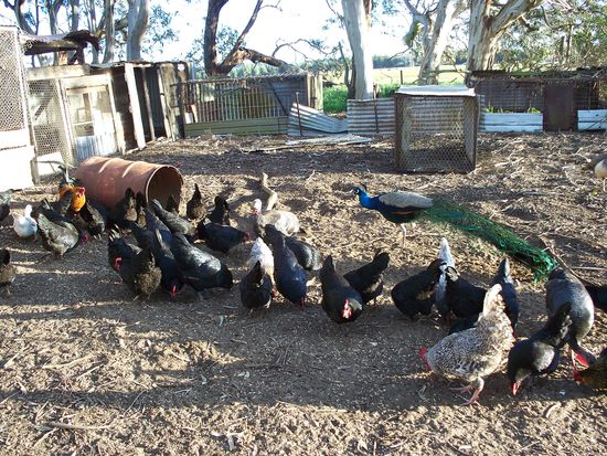 Huehner und Pfau beim morgentlichen Fruehstueck auf der Farm