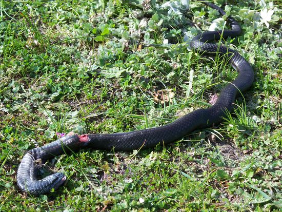 Die erschlagene Tiger Snake. Es sieht so aus, als ob sie im Zeitpunkt ihres Todes gerade zubeissen wollte...