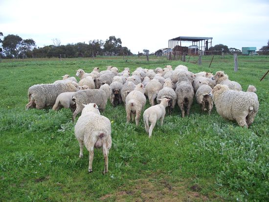 bevor wir die Schafe geschoren haben, mussten wir sie erst mal von der hintersten Weide zum Stall treiben