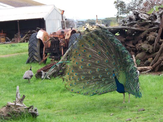 Der maennliche Pfau versucht das Weibchen (links im Bild) mit seinen schoenen Federn zu beeindrucken...