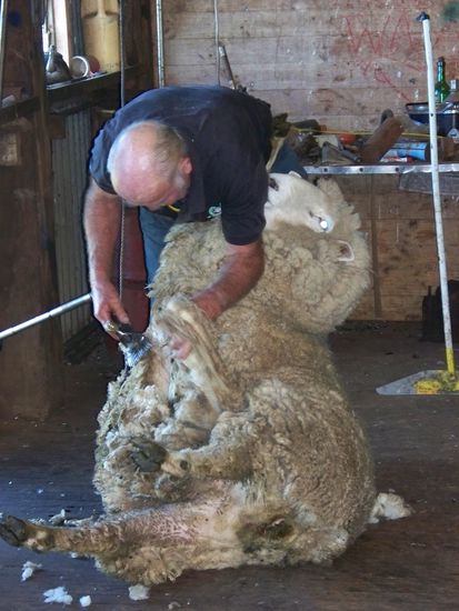 Rodger beim scheren, ist ein absoluter Knochenjob auch wenn es ganz einfach ausschaut