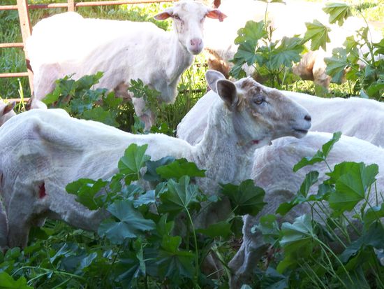 So sahen die Schafe danach aus, es kam oefters vor, das Rodger auch ein Stueck Haut weggeschoren hat (links unten im Bild)... er meinte, das sei normal...