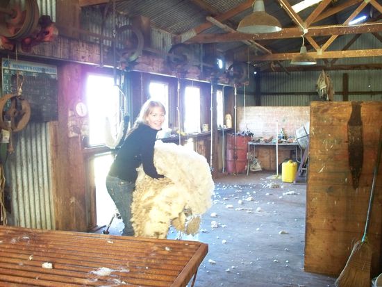 nach dem Scheren musste ich die Wolle ueber ein Stahlgestell schmeissen und vom groebsten Dreck befreien