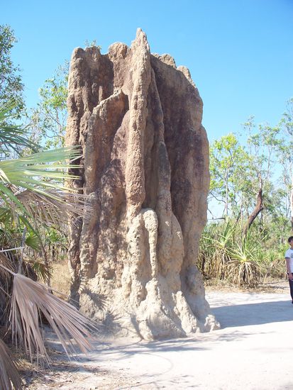 sehr beeindruckend waren die Termitenbauten, sie wachsen nur 10 cm pro Jahr, und wenn man rechts am Bildrand den Mann betrachtet, kann man sich vorstellen, wie lange die Termiten da schon dran arbeiten...