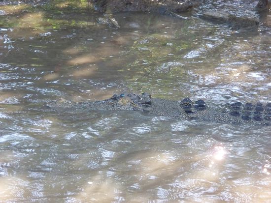 Nachmittags machten wir eine Krokodilbootsfahrt, sehr spannend...