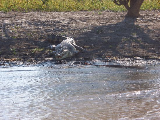 dieser hatte vermutlich ziemlich grossen Hunger
