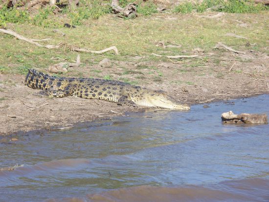 von weitem sahen sie gar nicht so gefaehrlich aus, aber als ich den Bootsfahrer fragte, wie hoch meine Ueberlebenschance waere, wenn ich den Fluss durchqueren wuerde, meinte er nur, dass es zuvor schon 276 Leute versucht haben, und keiner lebend angekommen ist...es wimmelte also nur so von Krokodilen.