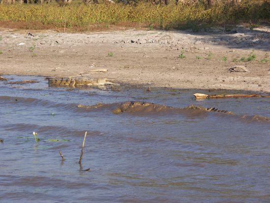 noch mal 2 Krokodile, das eine ist ganz gut im Wasser getarnt.
