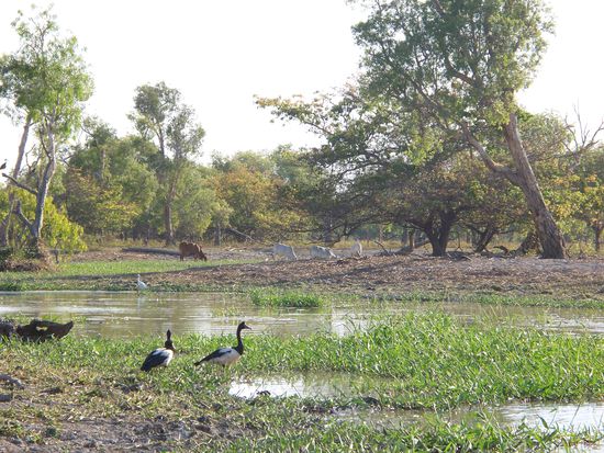 Im Hintergrund sieht man wilde Kuehe...die gefaehrlichste Situation im Leben einer Kuh ist, wenn sie ans Wasser geht um zu trinken. Da warten dann die Krokodile, schnappen das Tier am Kopf und ziehen es gemeinsam ins Wasser, wo es anschliessend mit Haut und Haaren verspeist wird...