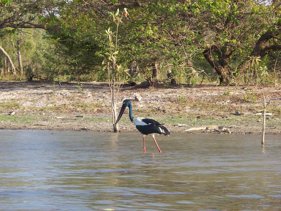 hab leider den Namen dieses schoenen Vogels vergessen, ist aber eine Besonderheit hier...