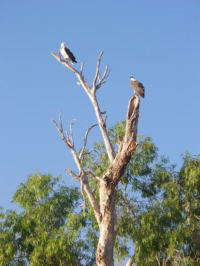 2 wunderschoene australische Adler