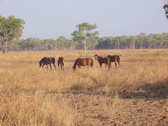 wilde Pferde, einfach toll