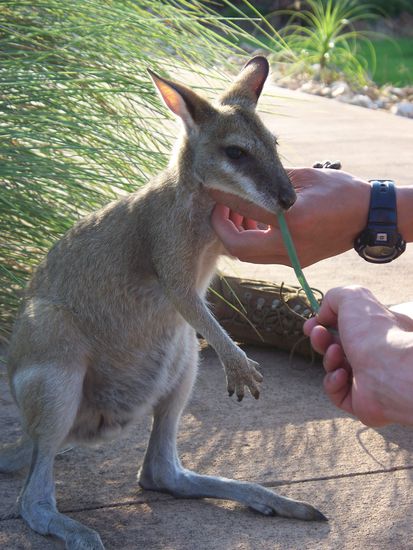3-Monate altes zahmes Kaenguru, auf der Rueckfahrt nach Darwin, als wir ein Zwischenstopp einlegten