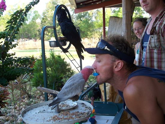 bloeder Vogel...hat mich in die Hand gebissen, als ich ihn auf den Arm nehmen wollte. Bei den anderen hat er keine Anstalten gemacht.