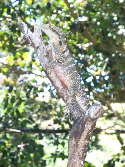 Ein Lizard im Wildlife Park