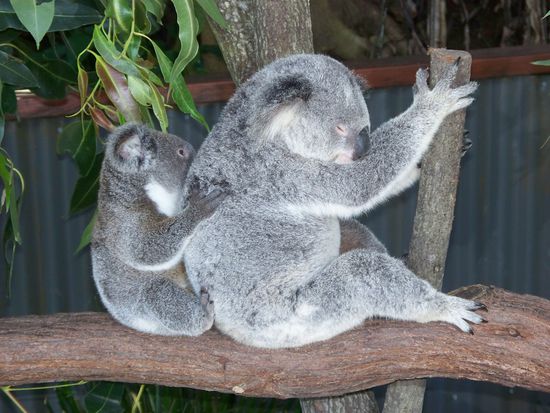 die Koalas waren sooooo suess und ganz zahm