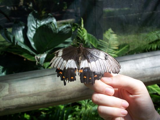 Im Schmetterling-Park konnte man ganz tolle Exemplare bewundern.