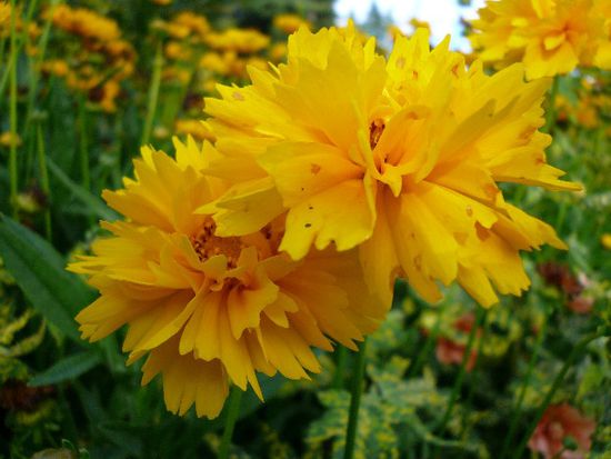 Blume