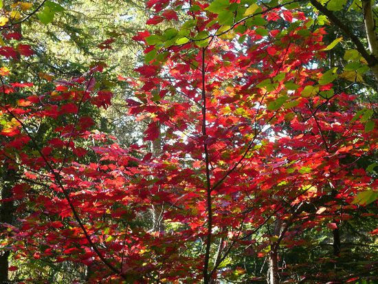 Feuerbaum. So habe ich die knall roten Bäume immer genannt.