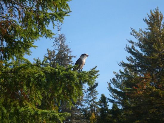Vogel.