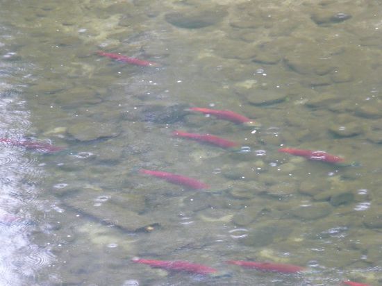Salmon. Und die waren richtig groß (freu)