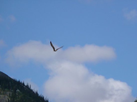 Seeadler