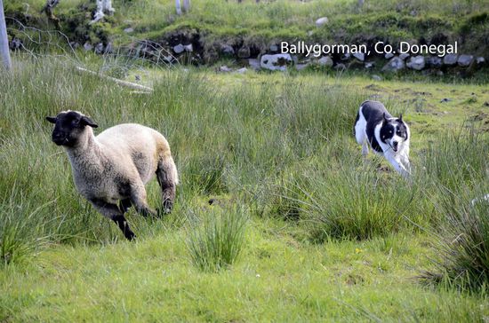 Und das ist Robb, der fast blinde Collie bei seiner Arbeit. Unglaublich, was dieser Hund schafft, obwohl er die Schafe kaum sieht.