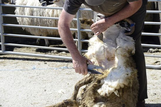 Kaum war ich auf dem Weg Richtung Greencastle, kam ich am nächsten Farmer vorbei, der seine Schafe scherte.