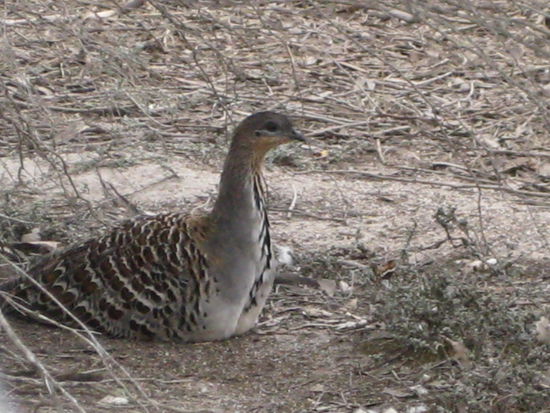 Mallefol, einheimischer Vogel 
in der Umgebung