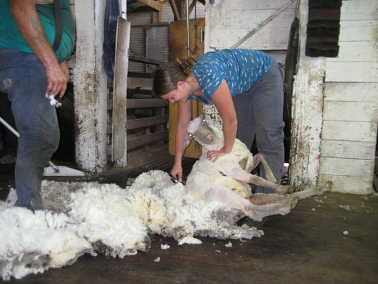 Mein erster Versuch ein Schaf
zu scheren