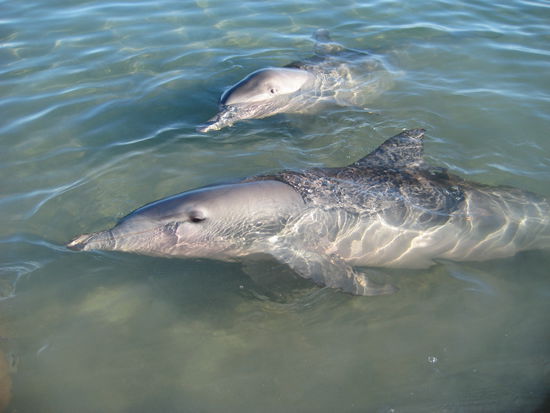 Delfinfuetterung am "Coral Bay"