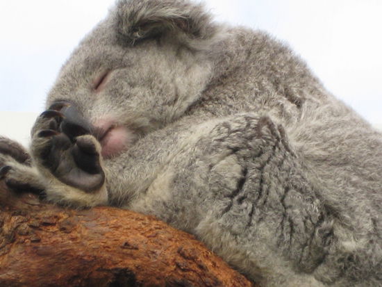 suesser Koala