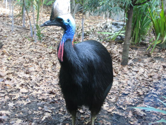 lustig aussehender Vogel