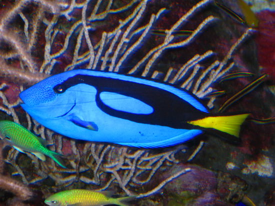 Dori von "Findet Nemo"