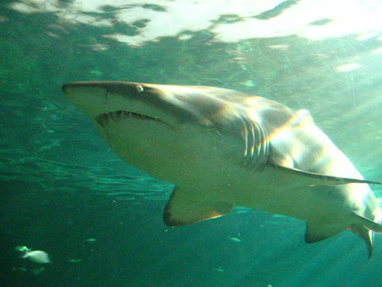 Haifisch im Aquarium