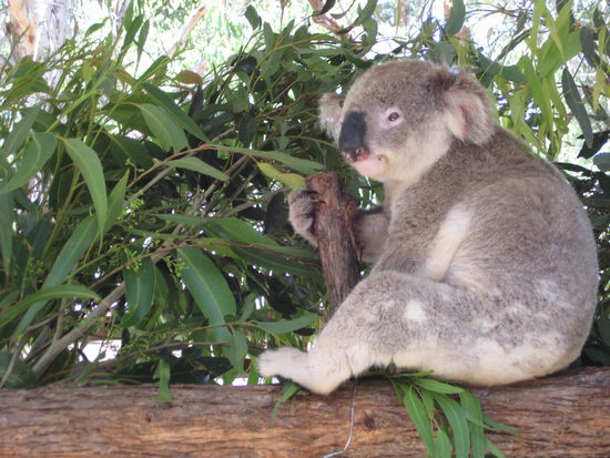 Koala Hospital 
in "Port Macquarie"
