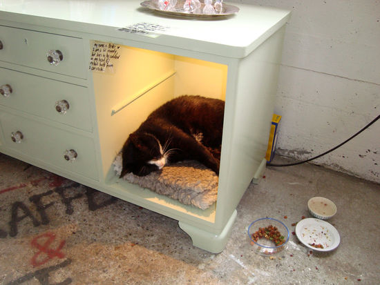 Das ist Peter! Er hat sein Zuhause bei zwei netten Mädels in einer Glaserei ergattert. Da hat mein Katzenherz natürlich wieder gleich höher geschlagen!