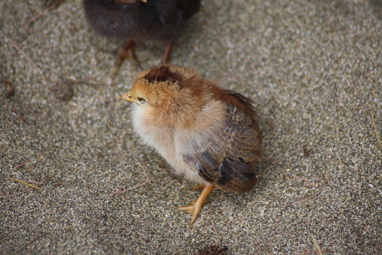 Diese kleinen Pipi Hendal haben wir mutig vor den hohen Wellen gerettet!