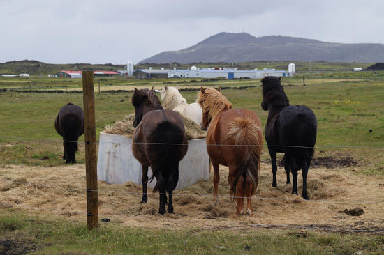 Oft zu sehen: Pferde, die dem Wind den Allerwertesten zeigen!